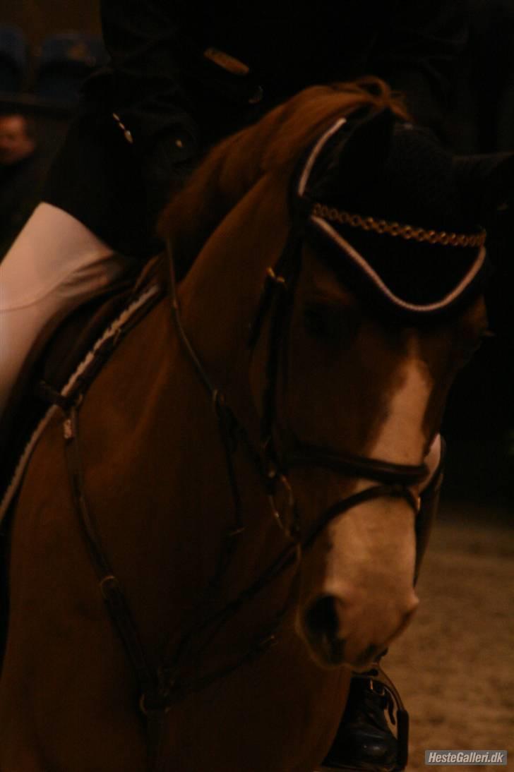 Anden særlig race Ulysse du Maron*Solgt :'( - Til Baltic.. billede 12