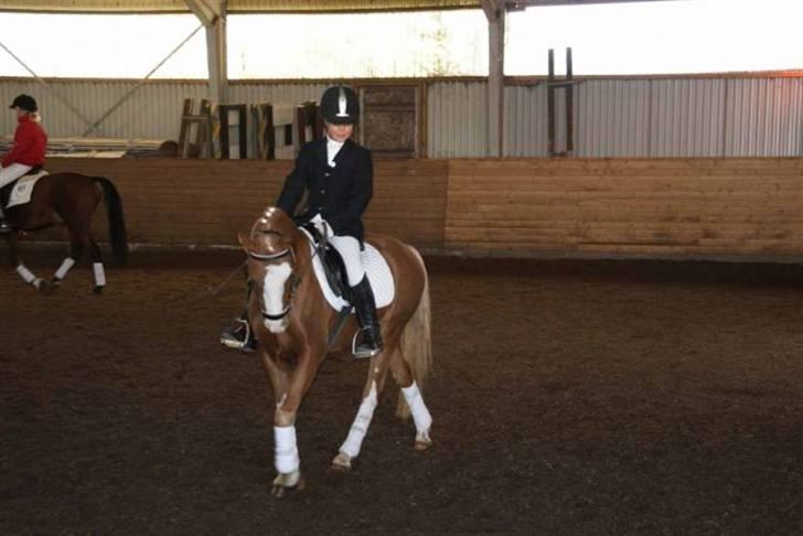 Welsh Pony (sec B) CeltonAristides *solgt* billede 14