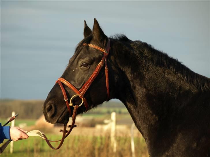Knabstrupper Loke billede 9