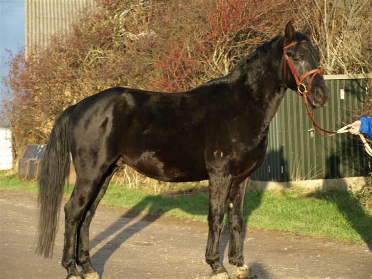 Knabstrupper Loke billede 10