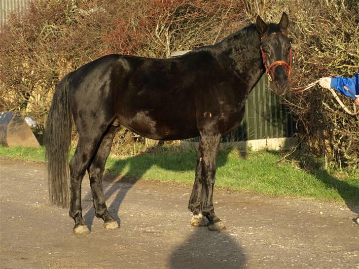 Knabstrupper Loke billede 11