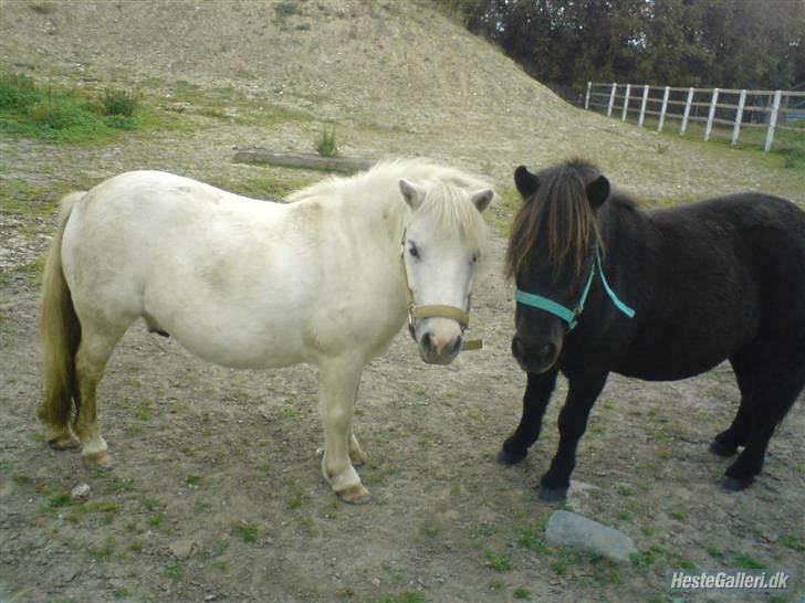 Shetlænder Magnum<3 , - de var som brødre <3 billede 2