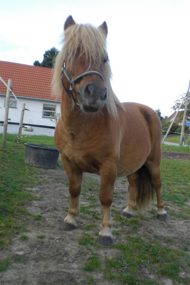 Shetlænder Enghøjs Expresso SOLGT billede 1