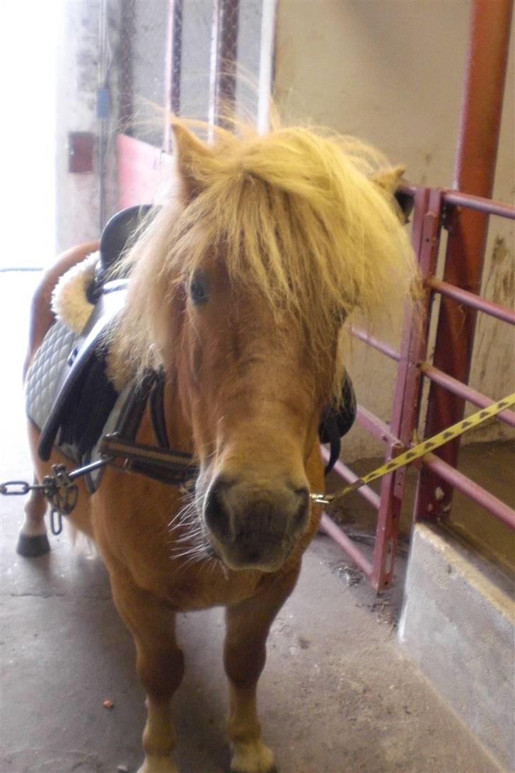 Shetlænder Enghøjs Expresso SOLGT billede 2