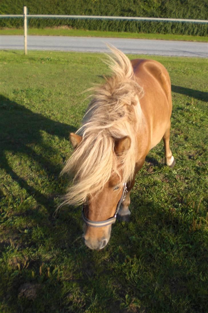 Shetlænder Enghøjs Expresso SOLGT billede 3