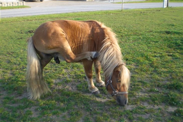 Shetlænder Enghøjs Expresso SOLGT billede 4