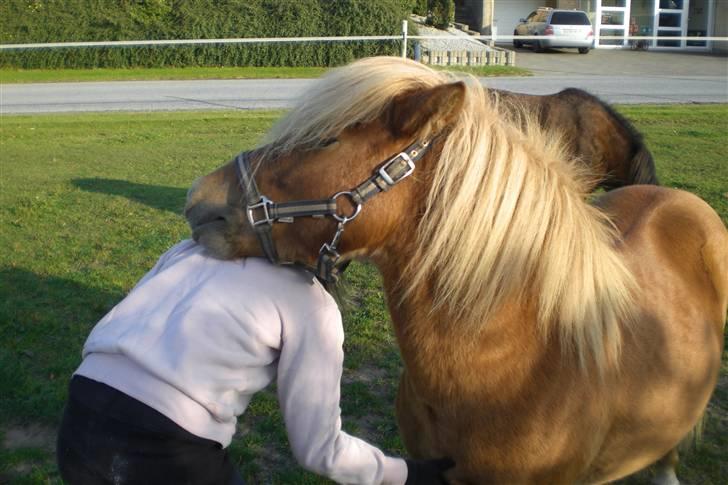 Shetlænder Enghøjs Expresso SOLGT billede 5