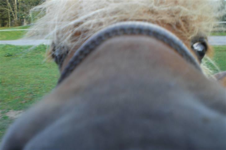 Shetlænder Enghøjs Expresso SOLGT billede 6