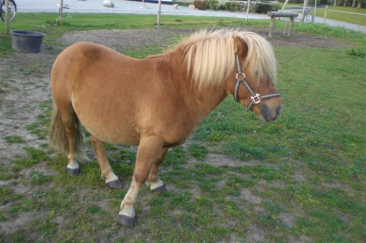 Shetlænder Enghøjs Expresso SOLGT billede 7