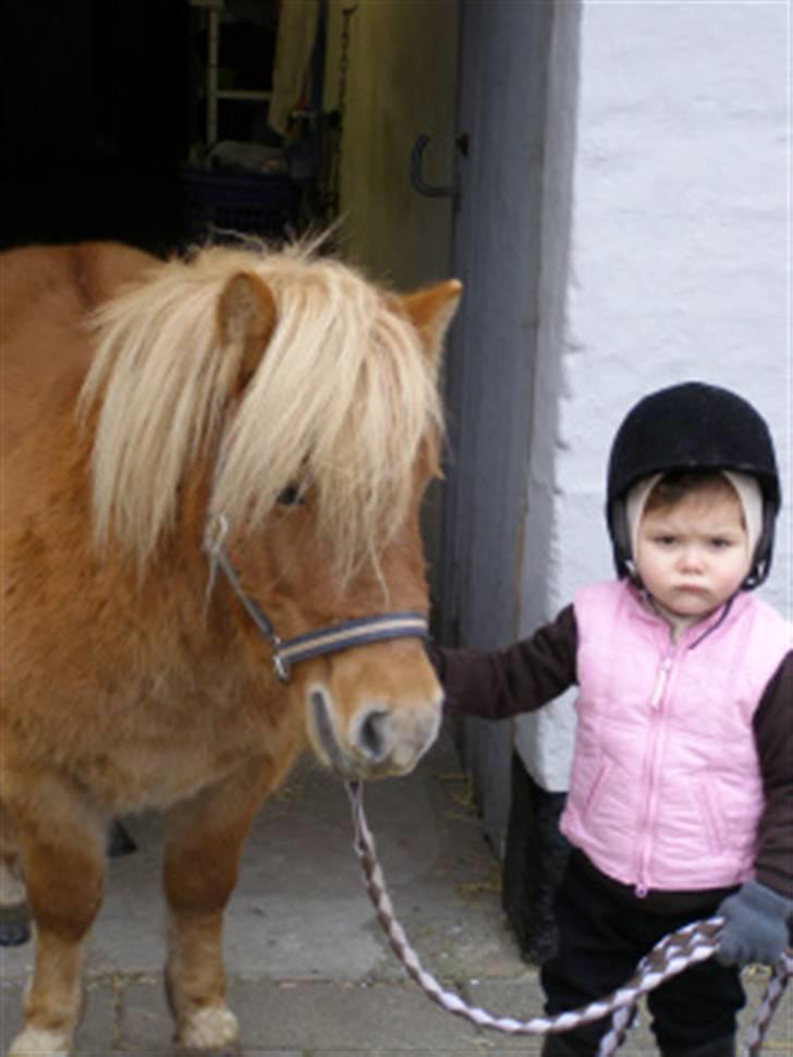 Shetlænder Enghøjs Expresso SOLGT billede 8
