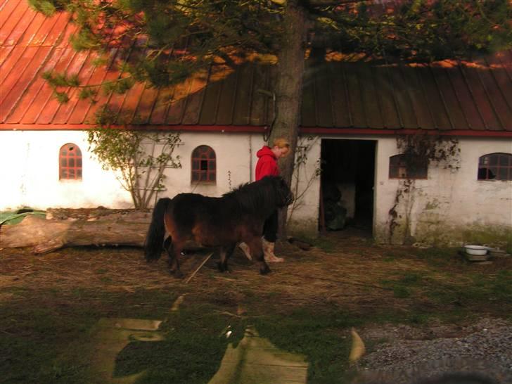 Shetlænder Hampus - Så er man med mor på vej ind i stalden igen :P Jeg går bare SÅ flot billede 17