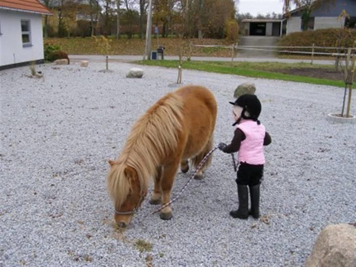 Shetlænder Enghøjs Expresso SOLGT billede 9