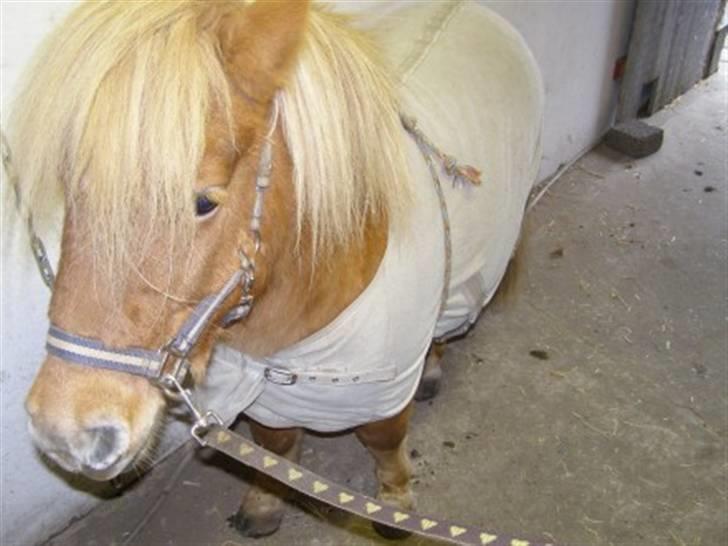 Shetlænder Enghøjs Expresso SOLGT billede 10