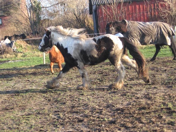 Irish Cob cronos regius (R.I.P) billede 7