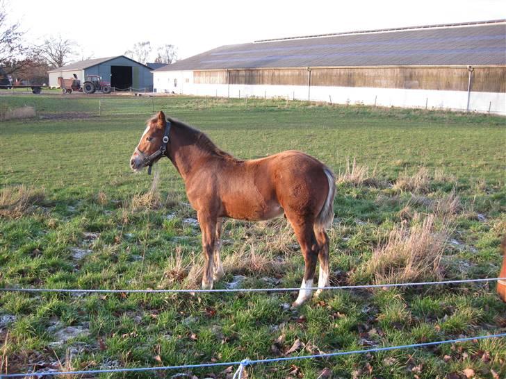 Welsh Cob (sec D) Stensgårds Tristan - december billede 14