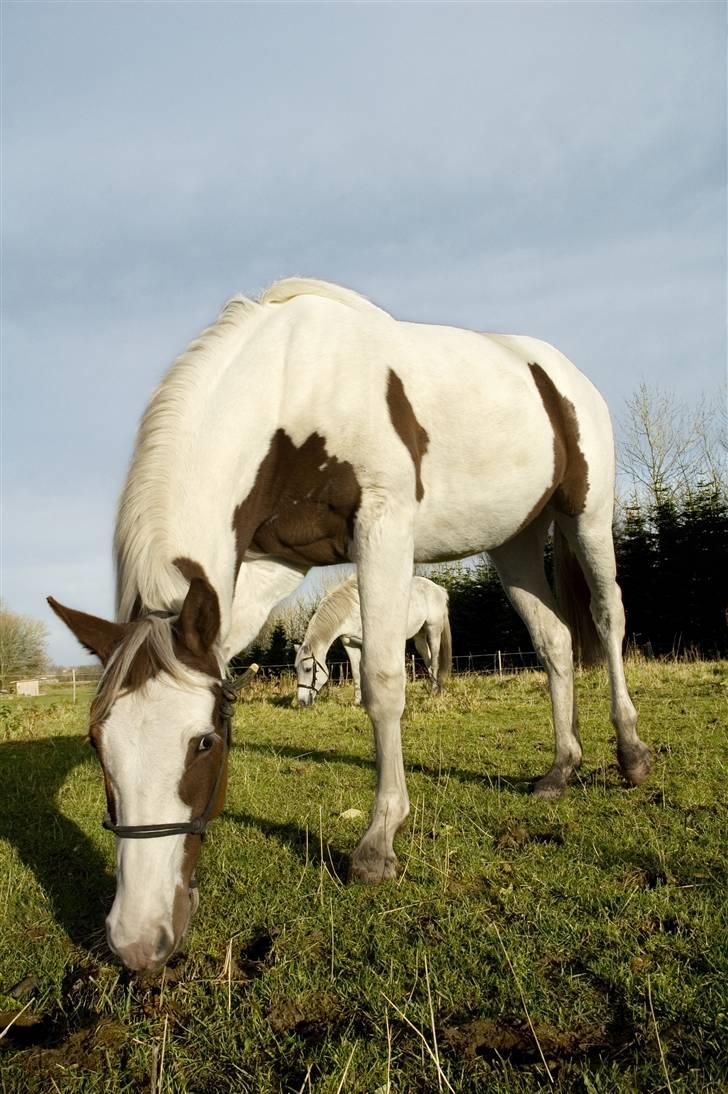 Pinto C'NAYA SOLGT - C´Naya, Max i baggrunden - Foto Lise Balsby billede 9