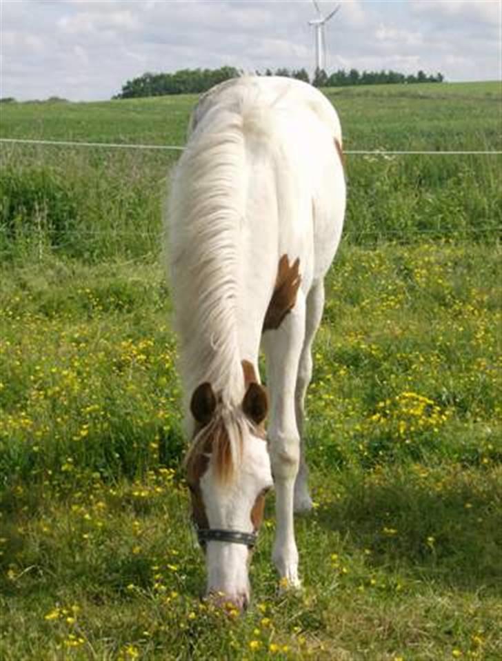 Pinto C'NAYA SOLGT - C´Naya ved tidligere ejer Anja H billede 10