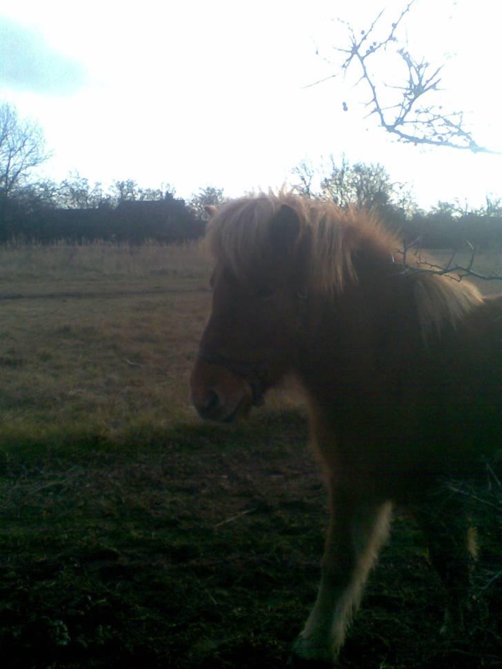 Islænder Nókkvi - Har lige spist, men er allerede frisk og fræk :b billede 12