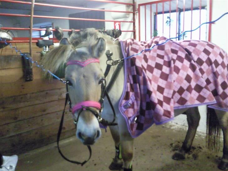 Fjordhest Nette <3 (mor til Molli) •himmelpony• - her er den smukke med både tæppe og hovedtøj :P billede 4