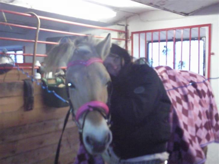 Fjordhest Nette <3 (mor til Molli) •himmelpony• - os igen :P billede 5