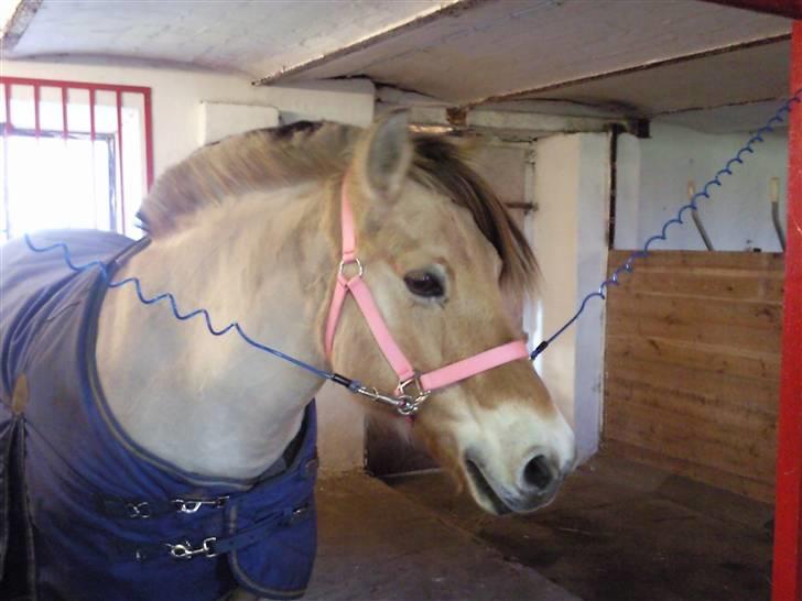 Fjordhest Nette <3 (mor til Molli) •himmelpony• - du stjæler hjerter <3 :´) billede 6