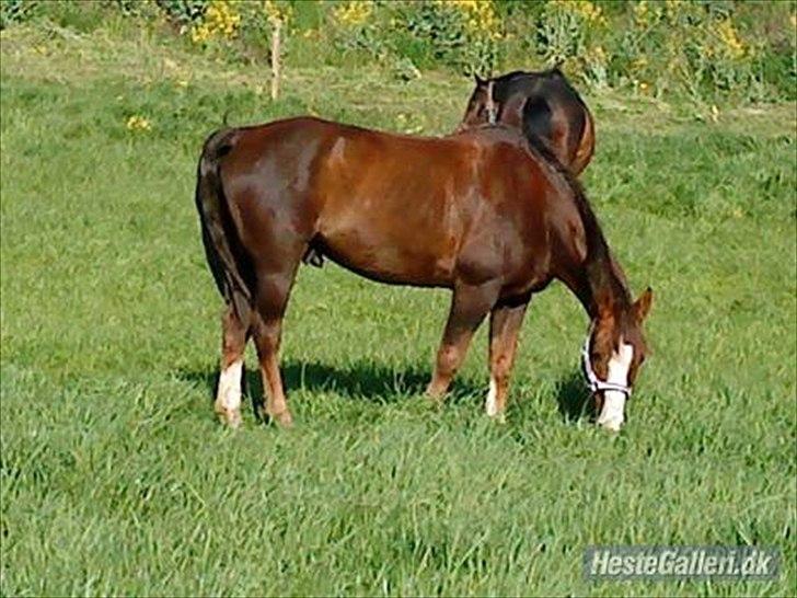 Hollandsk Sportspony Rico<3  billede 19