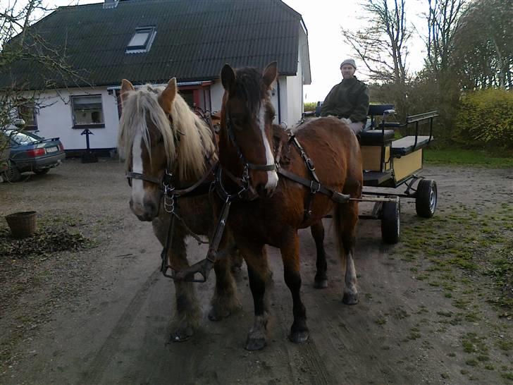 Anden særlig race Samson billede 8