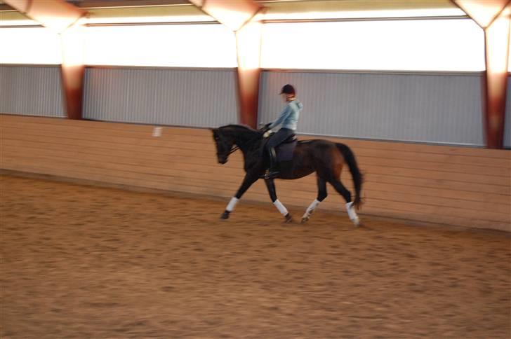 Dansk Varmblod Baunehøjens Habbiness billede 4