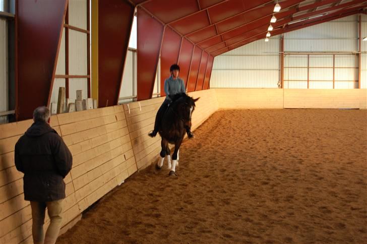 Dansk Varmblod Baunehøjens Habbiness billede 5