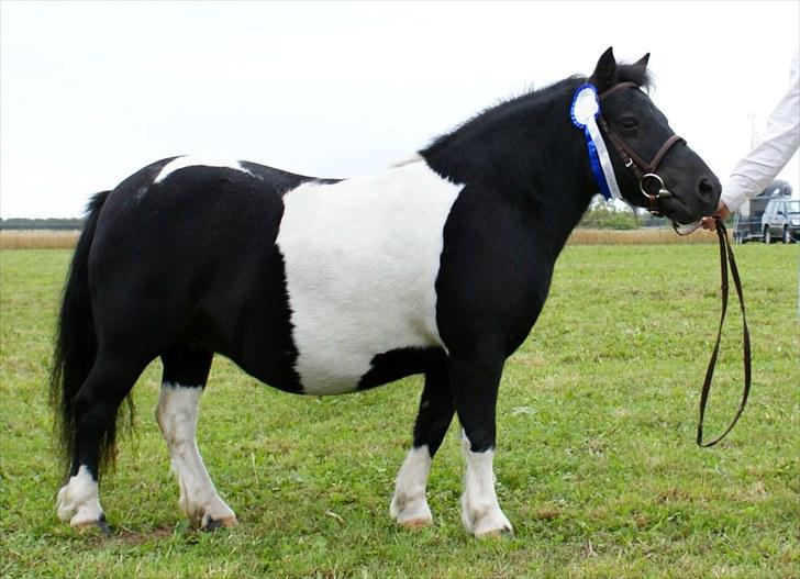 Shetlænder Foula Fancy - 14/8-10 Aulum dyrskue, hun fik 23 point og blev nr 3 af 14, trukket ned pga pandelok og lidt man var kløet af, den første i holdet ude ærespræmie (Fotograf: Helena Jørgensen) billede 5