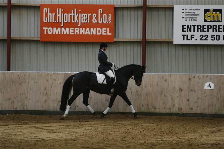 Dansk Varmblod Højersmindes Sheer - Stævne Aars, 4 år billede 8