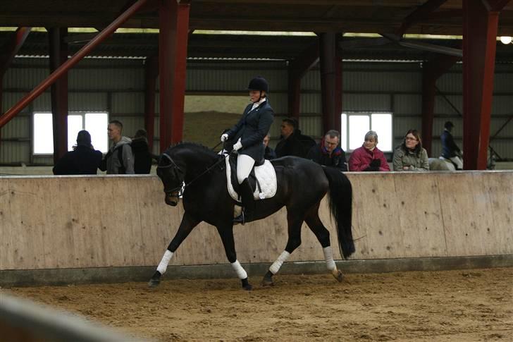 Dansk Varmblod Højersmindes Sheer - Stævne Aars, 4 år billede 11