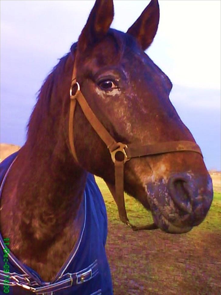 Knabstrupper Moniqe himmelhest og savnet<3 KNN2579  billede 4