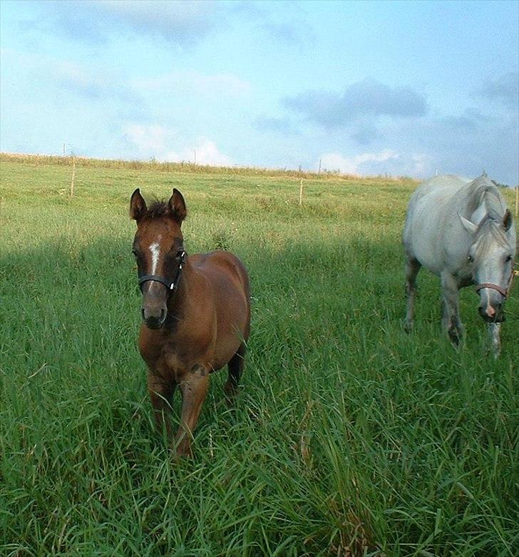 Anglo Araber (AA) Butterhill's Chasmine - Lille baby Schmine. <3 Foto: Lotte billede 17