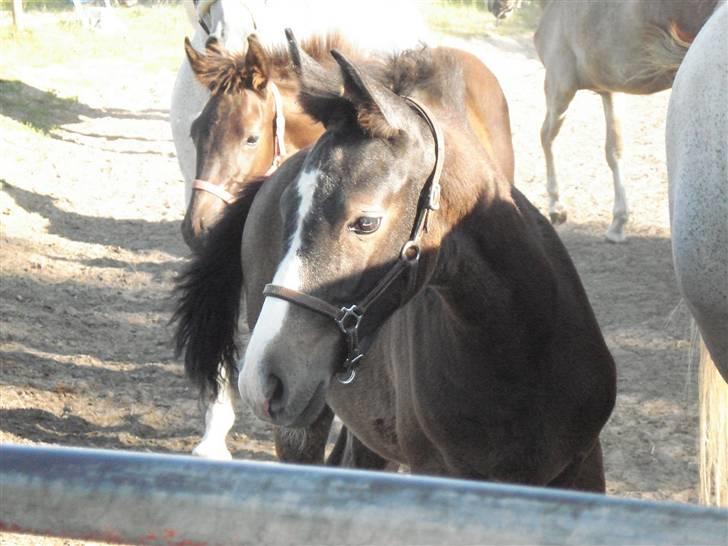 Anglo Araber (AA) Butterhill's Mon Amour billede 8