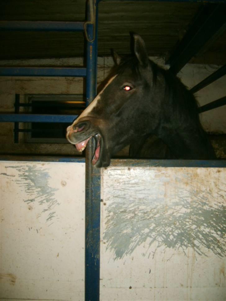 Anglo Araber (AA) Butterhill's Mon Amour - "HAHAHAHAHAH" billede 9