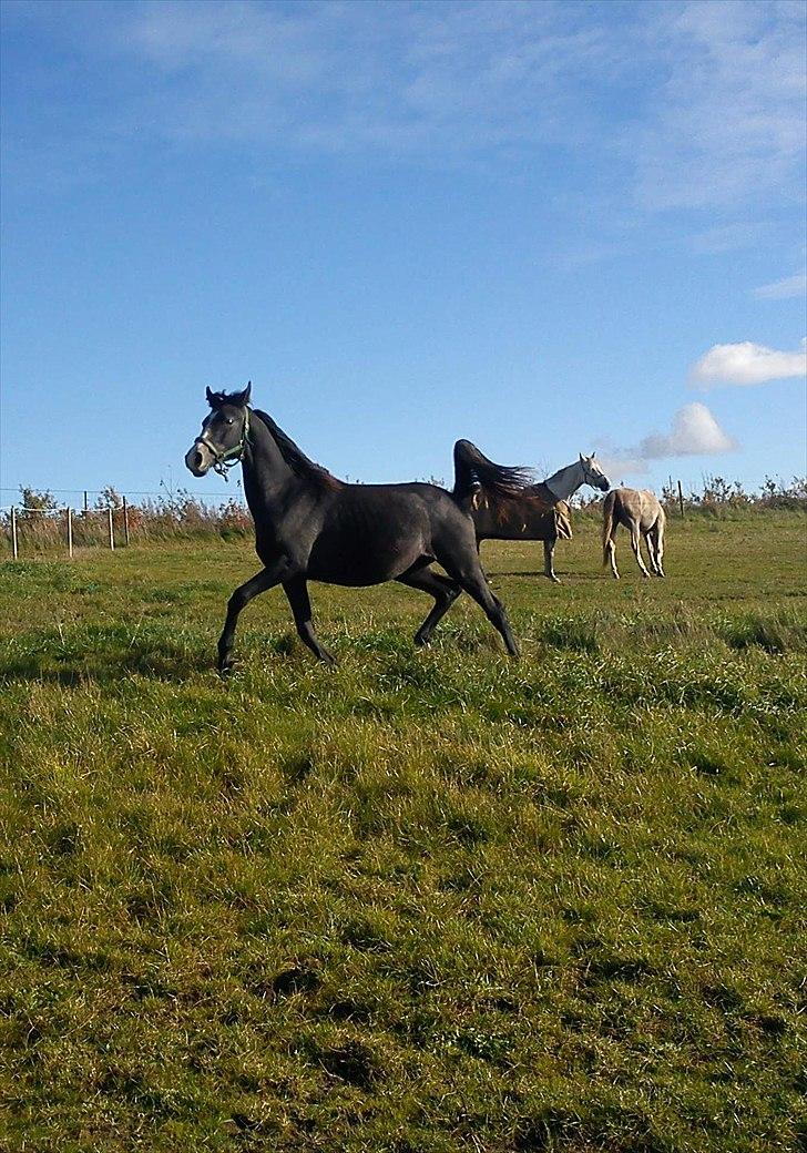 Anglo Araber (AA) Butterhill's Mon Amour - Hallo smukke alligevel! <3 billede 11