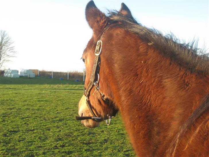 Dansk Varmblod Gram`s Victory - vinter D.13-12-09(: foto mig billede 12