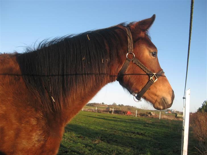 Dansk Varmblod Gram`s Victory - vinter D.13-12-09(: foto mig billede 15