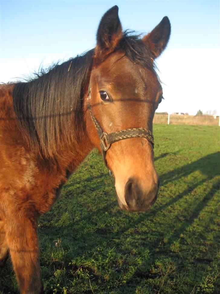 Dansk Varmblod Gram`s Victory - vinter D.13-12-09(: foto mig billede 19