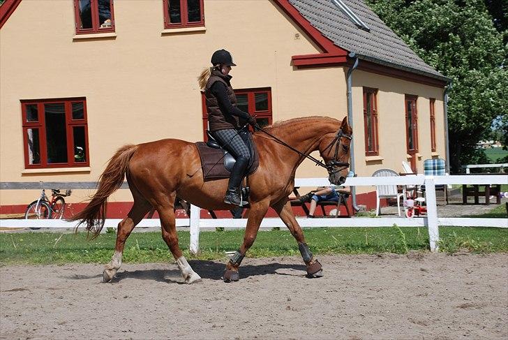 Dansk Varmblod Moonlight billede 1