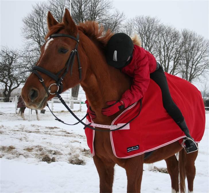 Dansk Varmblod Moonlight billede 13