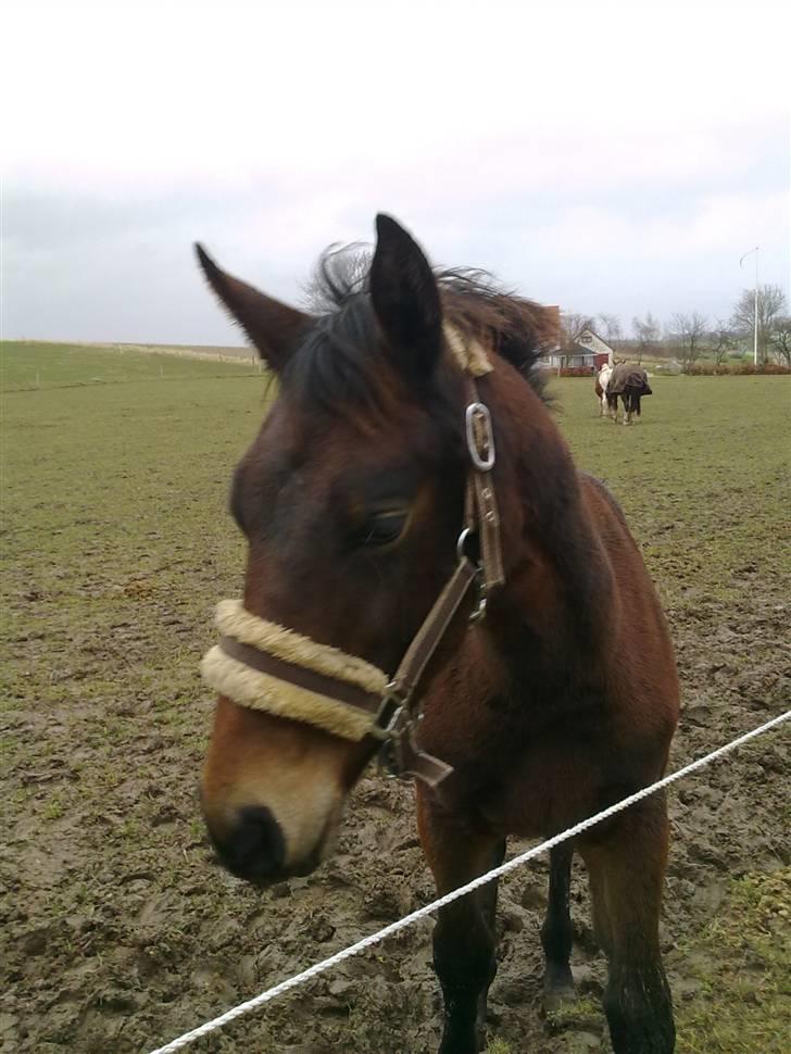 Oldenborg Hasselhøjs louie - Louie november 09 billede 15
