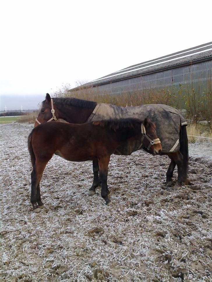 Oldenborg Hasselhøjs louie - Louie november 09 billede 16