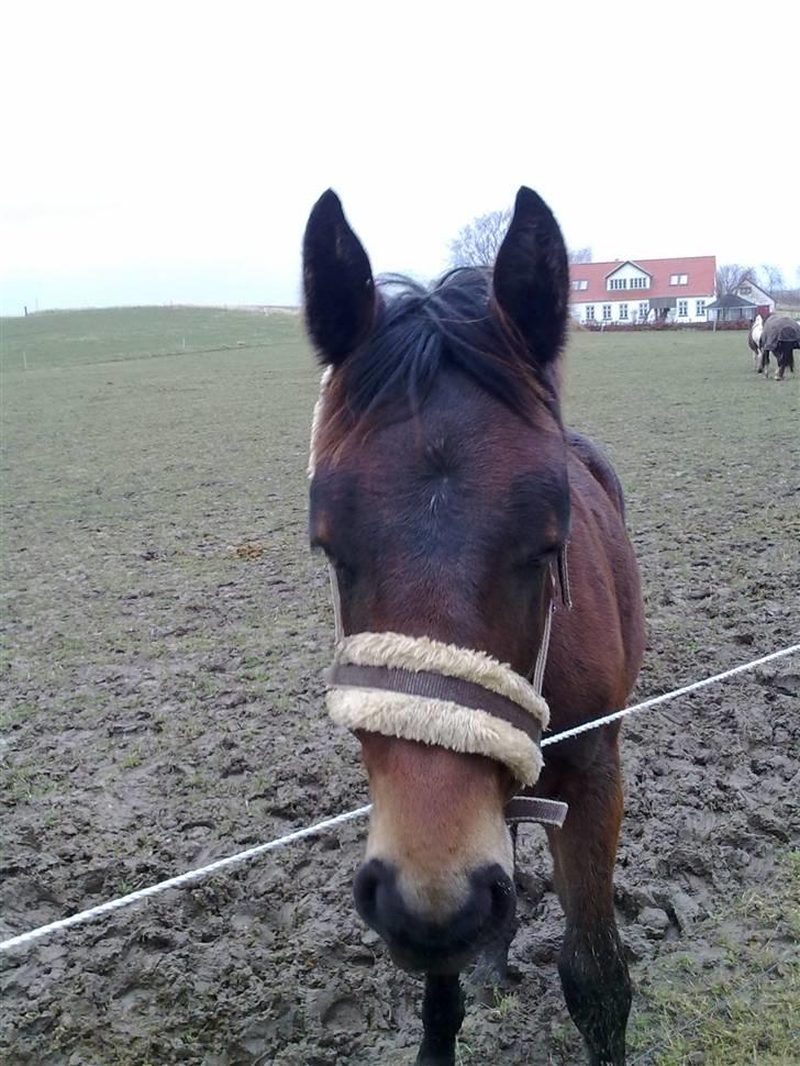 Oldenborg Hasselhøjs louie - Louie november 09 billede 17