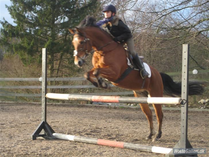 Anden særlig race Zarahby  - foto: tillo billede 14