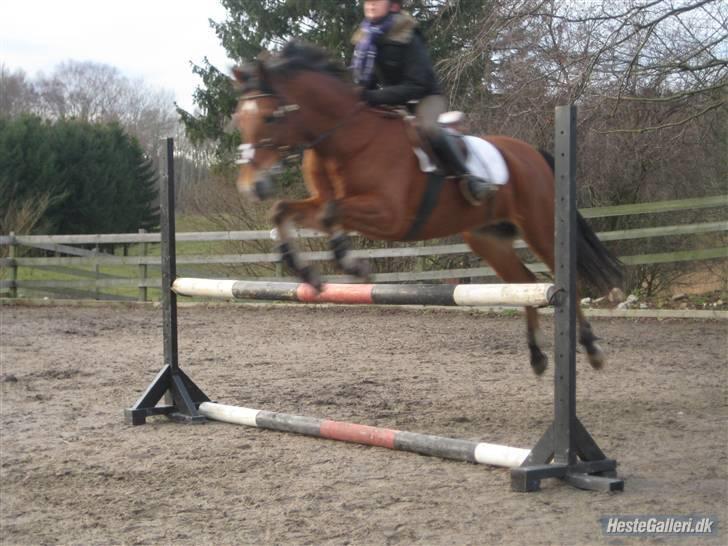 Anden særlig race Zarahby  - foto: tillo billede 15