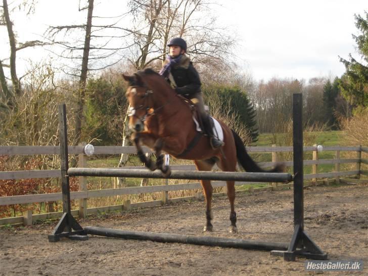 Anden særlig race Zarahby  - foto: tillo billede 16
