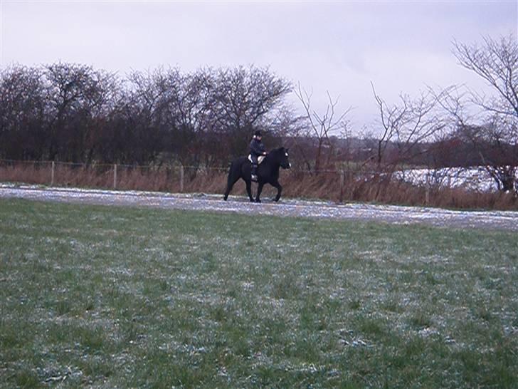 Islænder Hüginn fra Sejerslev  - Henriette og hüginn d. 13 december - tölt  billede 15