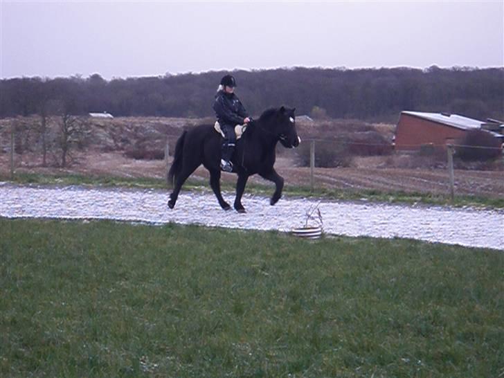 Islænder Hüginn fra Sejerslev  - Henriette og hüginn d. 13 december - tölt  billede 16
